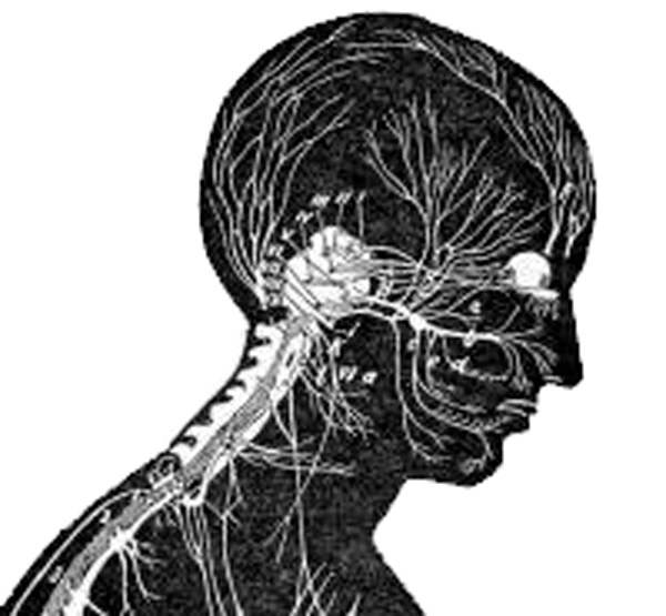 Лекция по анатомии - Нервная система как интеграционный центр функций организма